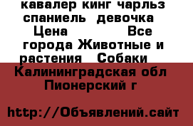  кавалер кинг чарльз спаниель -девочка › Цена ­ 45 000 - Все города Животные и растения » Собаки   . Калининградская обл.,Пионерский г.